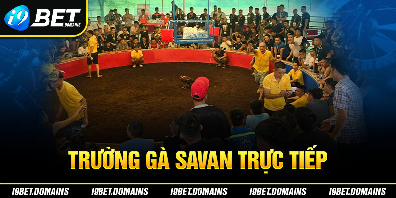 Trường Gà Savan Trực Tiếp - Nơi Chọi Kê Uy Tín Xanh Chín
