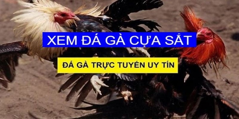 Giới thiệu cơ bản về hình thức đá gà cựa sắt